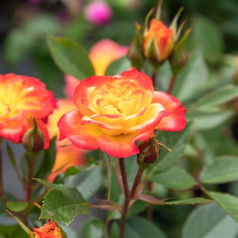 Miniature Roses: Complete guide for growing and taking care of mini roses