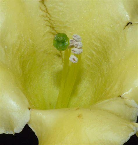 Schultesianthus coriaceus (Kuntze) Hunz. | Plants of the World Online ...