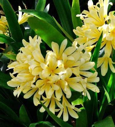 Plantsworld Clivia Miniatata Yellow Live Plant : Amazon.in: Garden ...