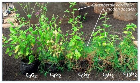 Can Cynodon dactylon Suppress the Growth and Development of the ...