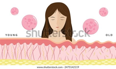 Image result for Aging Process Animation