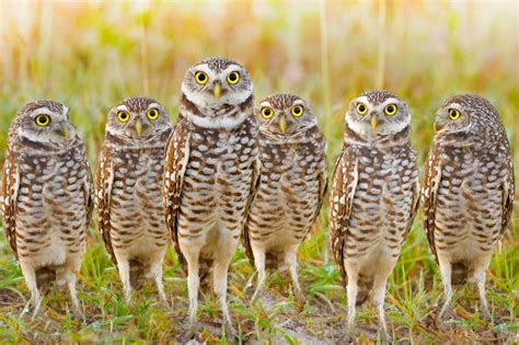 Why Is a Group of Owls Called a Parliament? (Complete Guide)