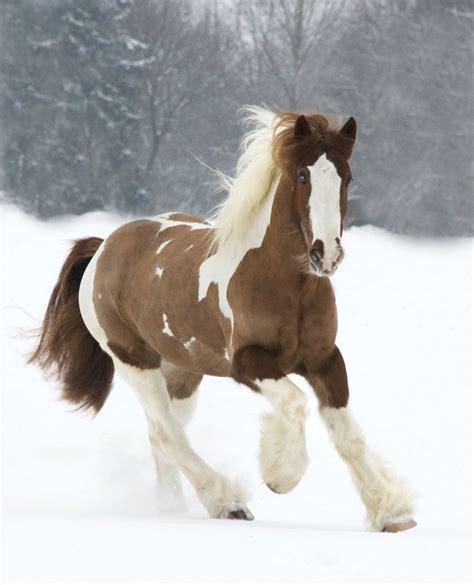 15 Caballos tan bellos que te dejarán sin aliento | Horses, Clydesdale ...