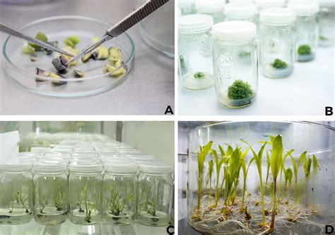 Frontiers | Plants in vitro propagation with its applications in food ...