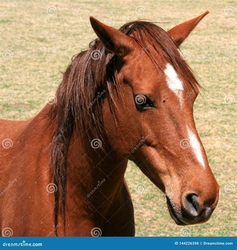 Portrait of Brown Horse with White Face Markings Stock Photo - Image of ...