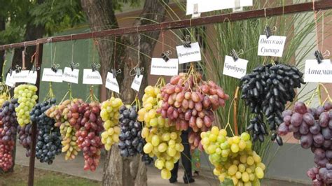 Common Grape Vine Varieties: Understanding the Essentials