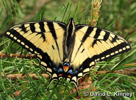 Canadian Tiger Swallowtail Papilio canadensis Rothschild & Jordan, 1906 ...