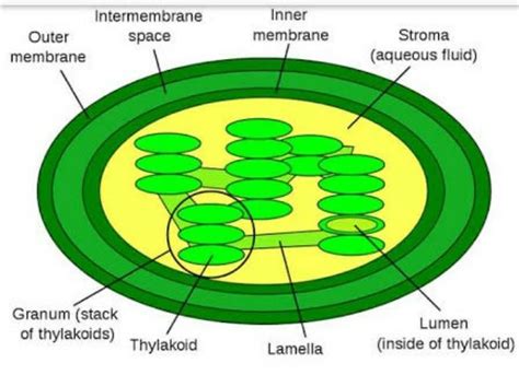Draw chloroplast easy and nice guys fast - Brainly.in