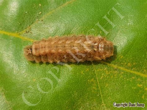 Image result for Butterfly Larvae