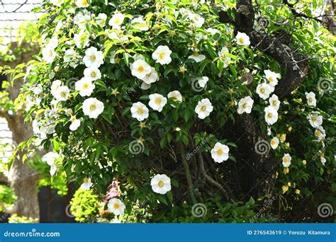 Cherokee Rose ( Rosa Laevigata ) Flowers. Stock Image - Image of april ...