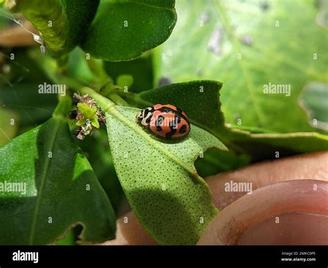 Close-up ladybird on a green leaf Stock Photo - Alamy