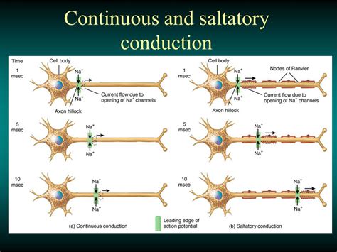Saltatory Conduction Animation 的图像结果