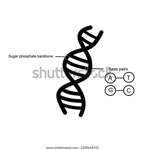 63 Complementary Base Pairing Royalty-Free Images, Stock Photos & Pictures | Shutterstock