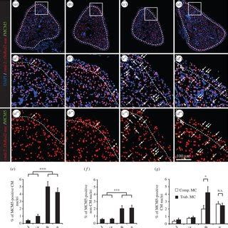 Image result for HepG2 Intraperitoneal Injection