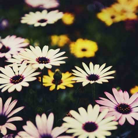 Download wallpaper 3415x3415 osteospermum, flowers, flowerbed, african ...