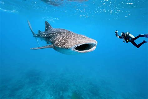 Whale Sharks Isla Holbox - Travel Yucatan