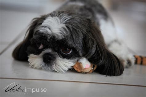 Cute Shih Tzu Puppies Wallpapers - Wallpaper Cave