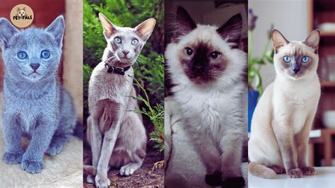 12 Hypoallergenic Cat Breed for Allergy Sufferers (Vet Sure)