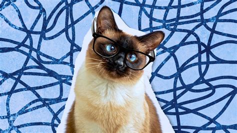 Why Do Cats Go Cross Eyed at Susan Pittman blog