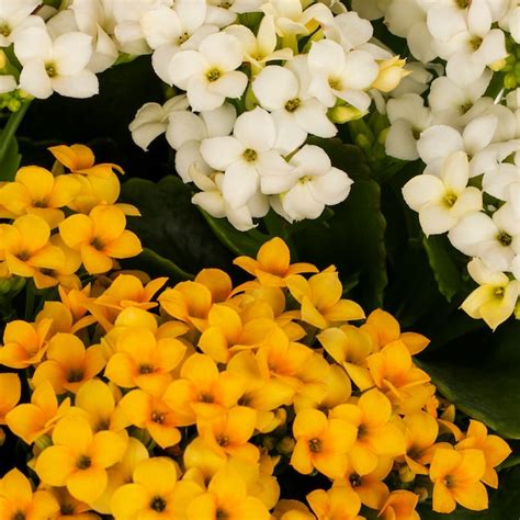 Lowe's Multicolor Kalanchoe in 2.5-Quart Planter NURSERY at Lowes.com