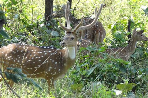 Indravati National Park - The National Parks of India