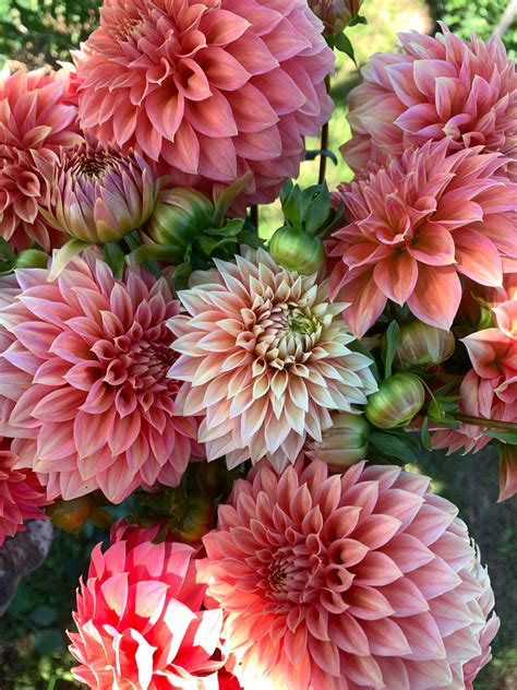 Party Bucket - Dahlias – Centennial Acres Farm