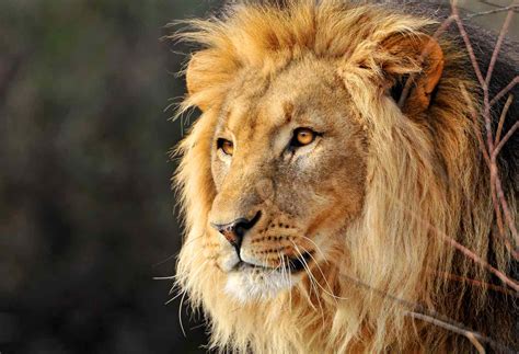6 Types of Lions, Endangered and Extinct