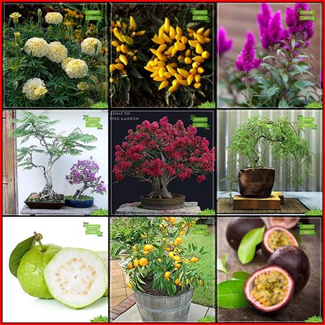 Creative Farmer For Garden Combo Flower Seeds & Fruit : Psidium Guava ...