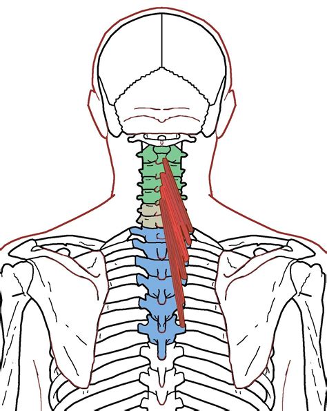 Semispinalis Cervicis Muscle