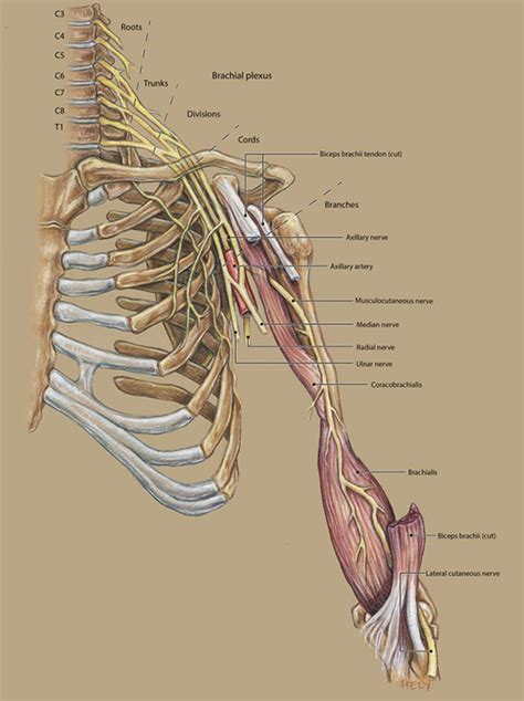 Musculocutaneous Nerve Anatomy, Function And Injury, Biceps – UVHTW
