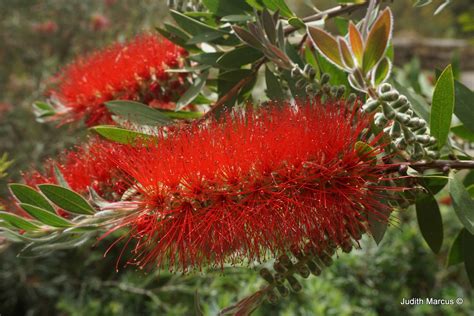 Callistemon citrinus 'Splendens' - Endeavour Bottlebrush, קליסטמון תרוג ...