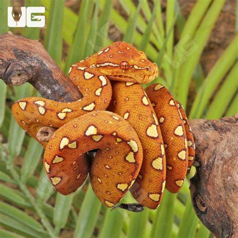 Image result for Green Python around Nevk