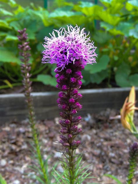 Free Images : spiky, flower, purple, spring, herb, blue, flora, stalk ...