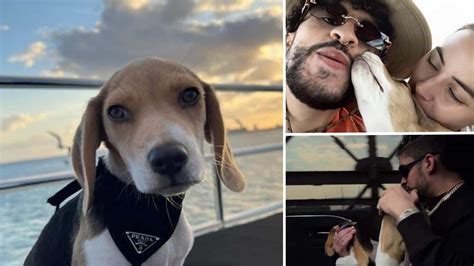 Video de Bad Bunny: Dedica ‘Ojitos Lindos’ a su Perrita Sansa | N+