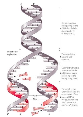 DNA Replication Model Labeled 的图像结果
