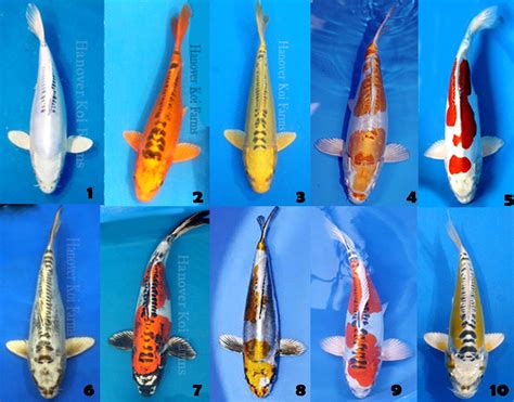 Varieties of Koi Fish at Hanover Koi Farms