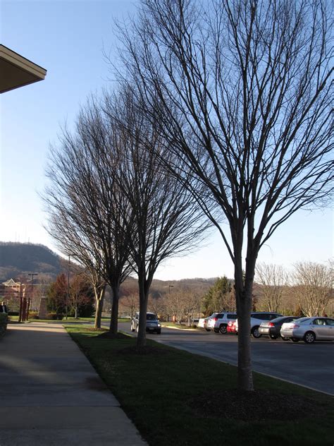 Zelkova Becoming Dominant Urban Street Tree | What Grows There :: Hugh Conlon, Horticulturalist ...