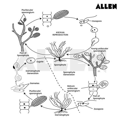 Ectocarpus: Classification, Habitat, Reproduction and Life Cycle