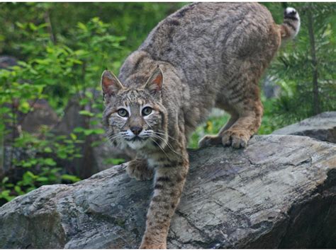 Bobcat Attacks On Humans