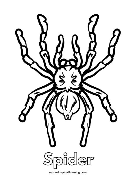 Spider Coloring Book Page