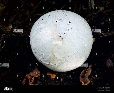 giant puffball (Calvatia gigantea Stock Photo - Alamy