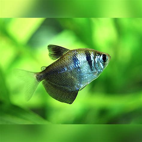 Black Widow Tetra (Gymnocorymbus ternetzi)