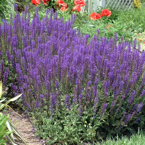 Salvia nemorosa 'May Night' | Stonehouse Nursery