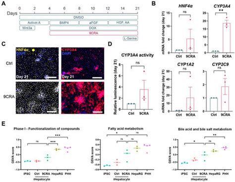 Cells | An Open Access Journal from MDPI