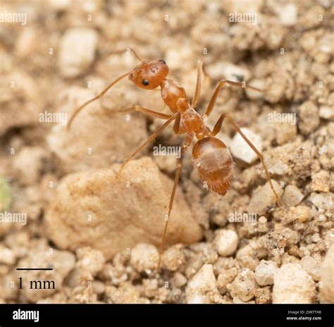 Wheeler’s Honeypot Ant (Myrmecocystus wheeleri) Insecta Stock Photo - Alamy