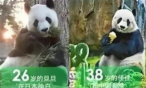 大熊猫被小鸟薅毛毫无反应淡定干饭 有趣画面曝光_宠界新闻