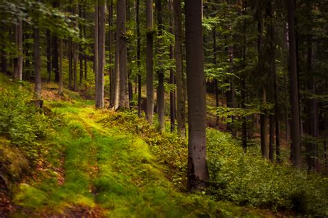 Nature Forest 的图像结果