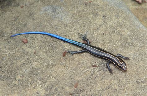 Pacific Blue Tailed Skink Care Guide - Reptile Cymru