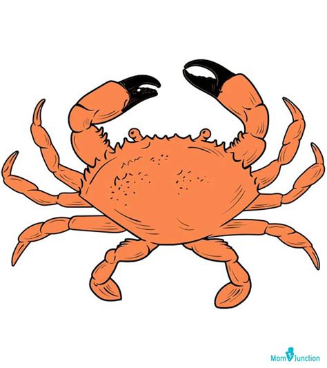 Crustaceans Drawing