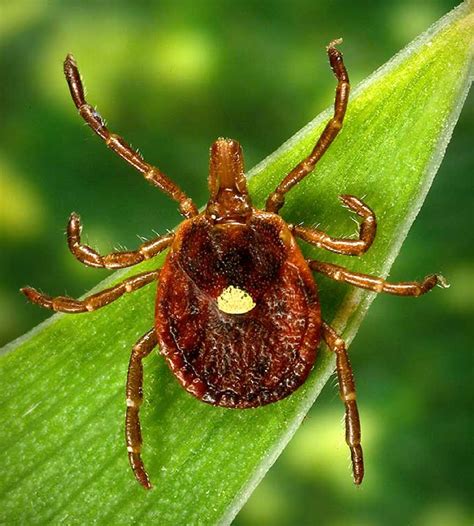 16 types of ticks now live in Connecticut carrying more diseases than ever. Here's what to know.